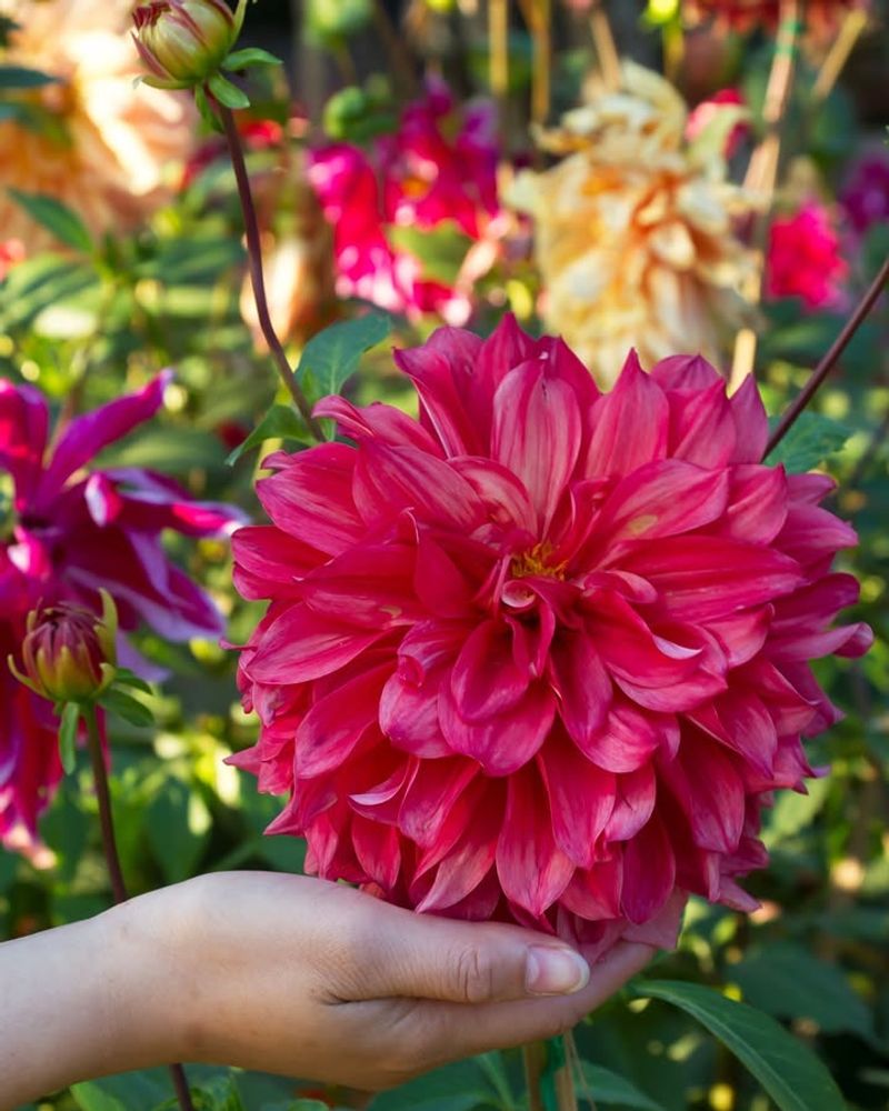 Dahlia