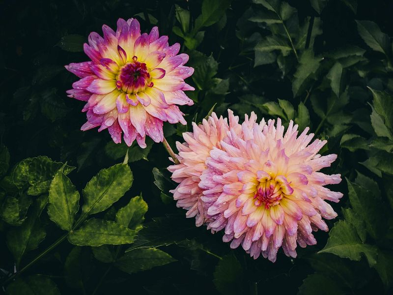 Dahlias