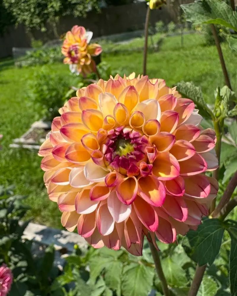 Dahlias Dahlias