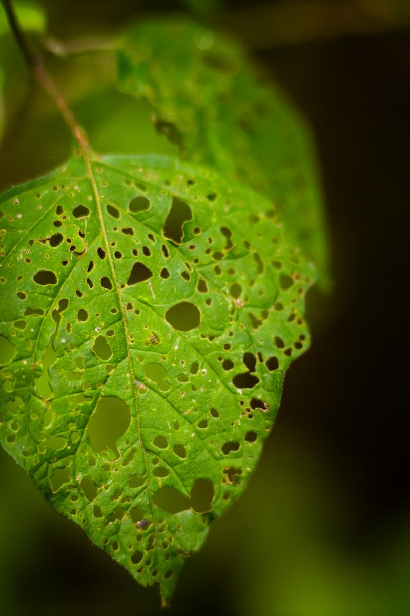 Damage Spreads Rapidly Plant To Plant
