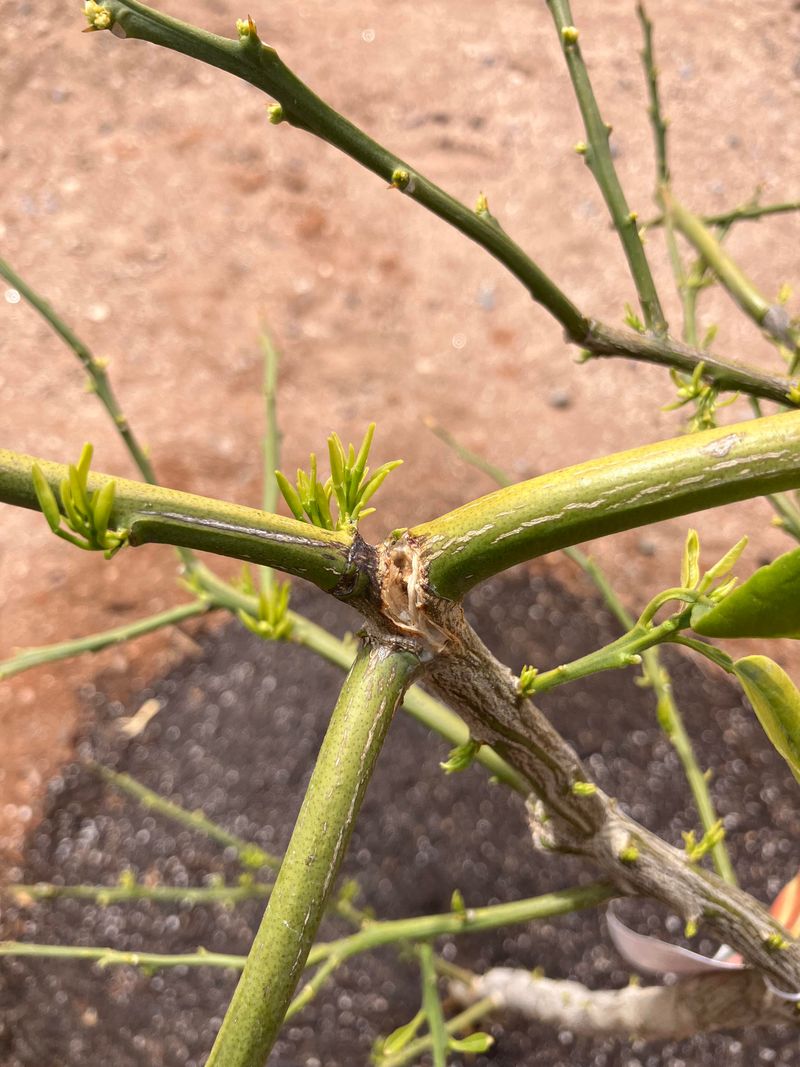 Damaged Branches Should Be Pruned Before Monsoon Season Damaged Branches Should Be Pruned Before Monsoon Season