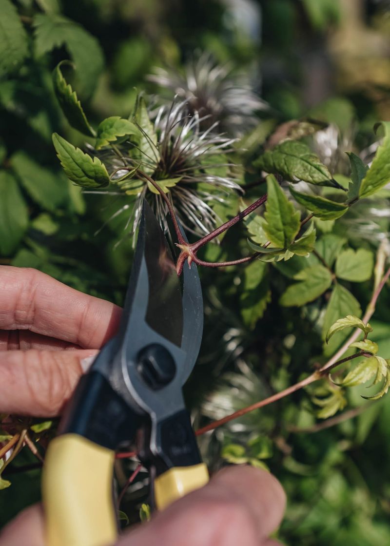Damaged Stems Can Be Removed First
