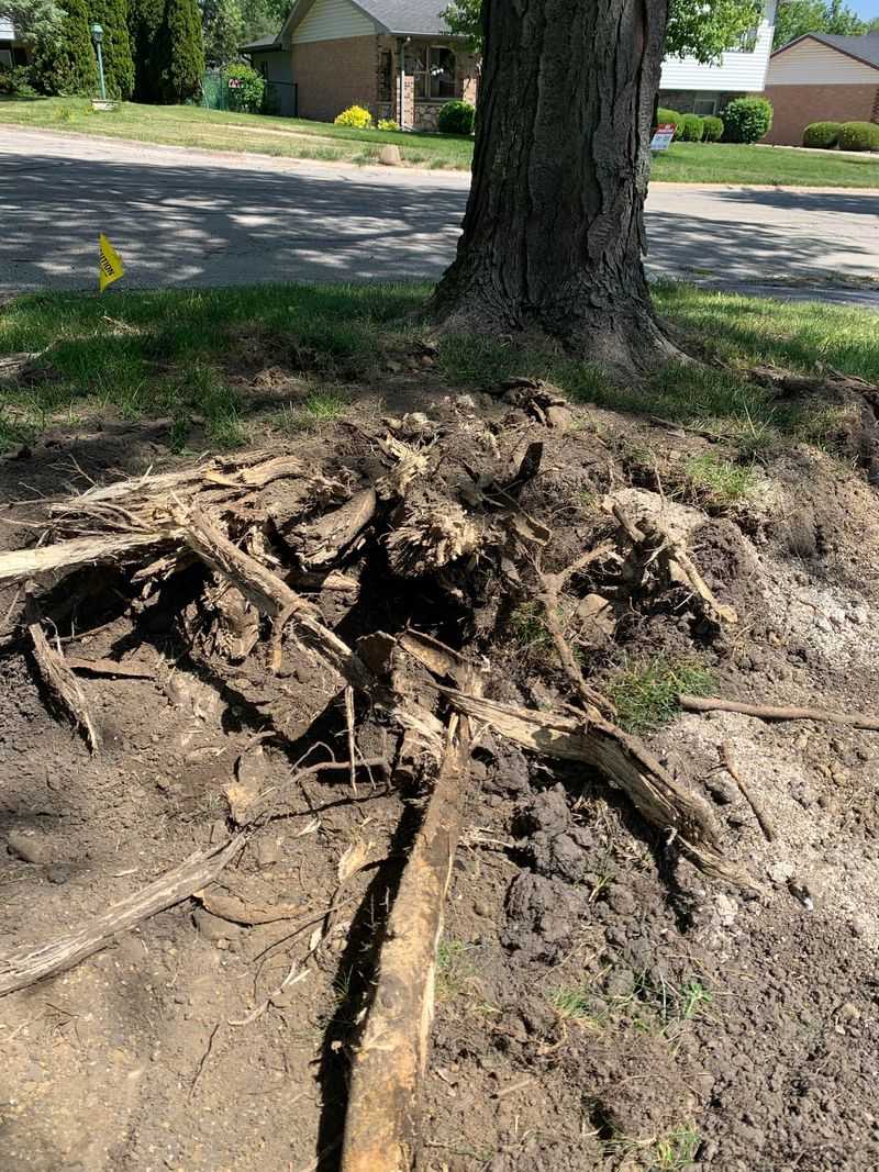 Damaging The Tree Can Create Liability