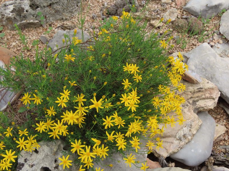Damianita Adds Cheerful Color With Less Fuss