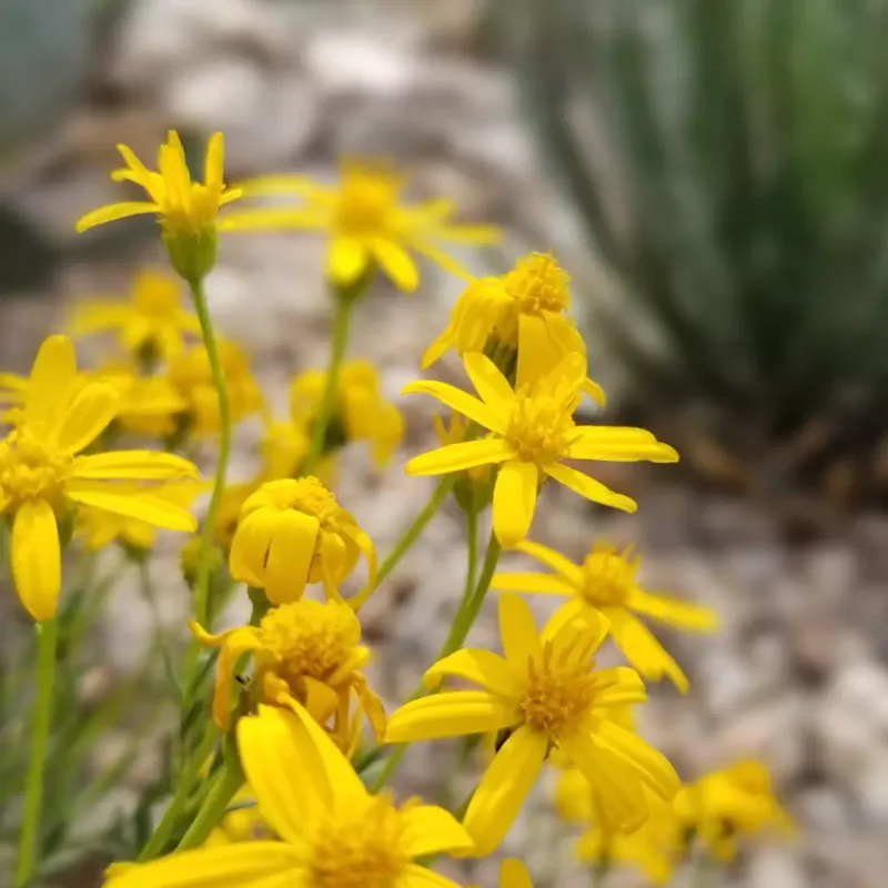 Damianita Covers Plants With Yellow Flowers During Warm Months