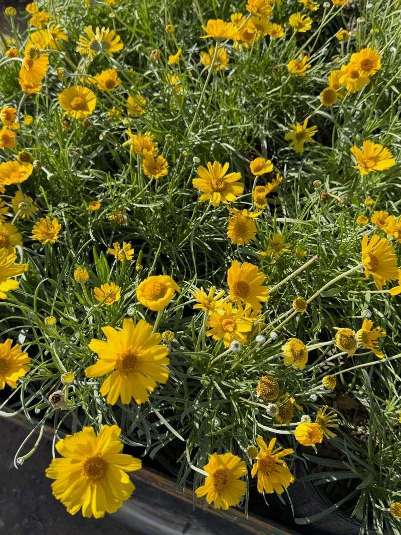 Damianita Handles Thin Rocky Soil With Ease