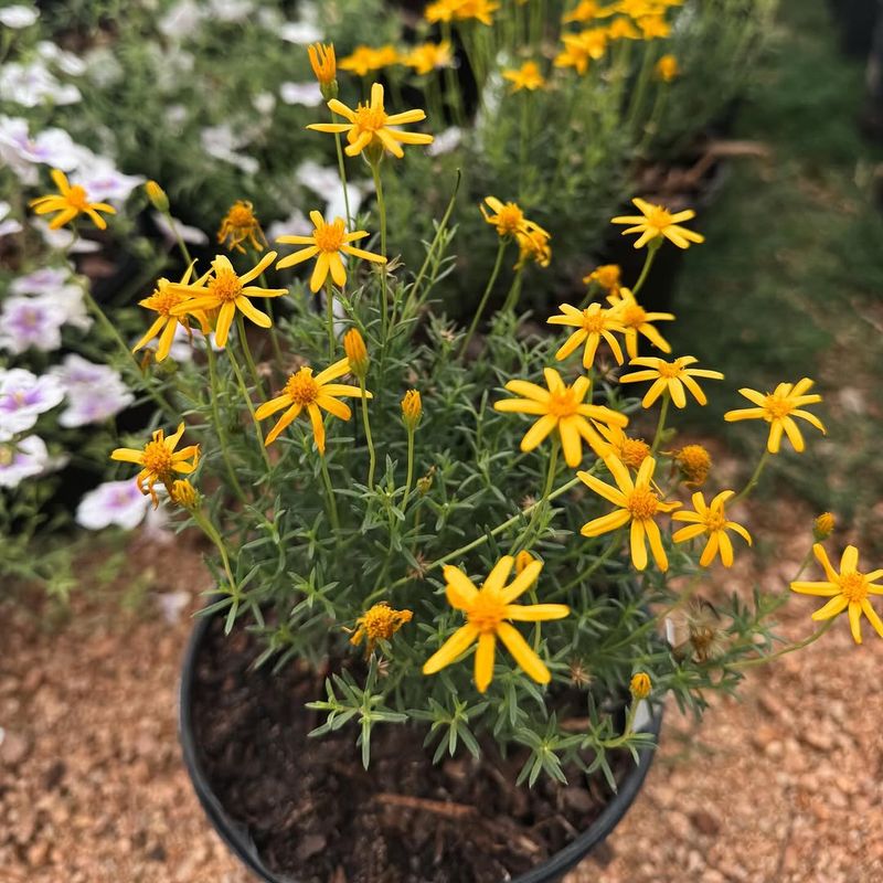 Damianita Reblooms After Seasonal Trimming