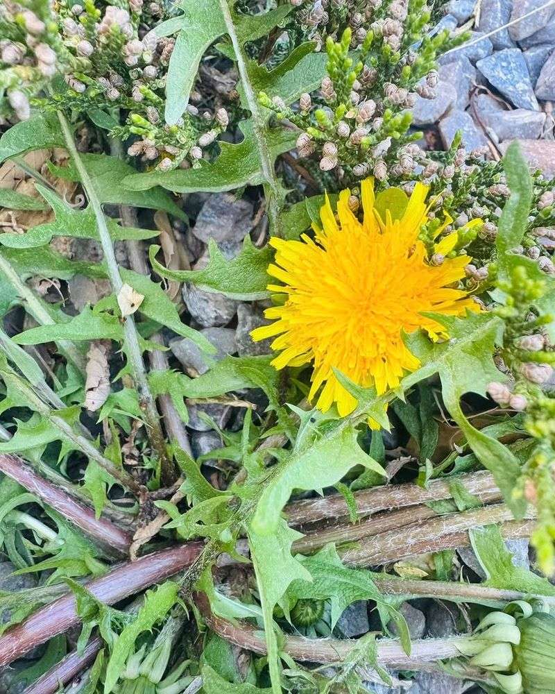 Dandelion