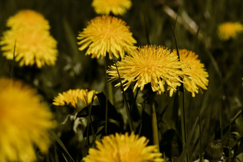 Dandelion