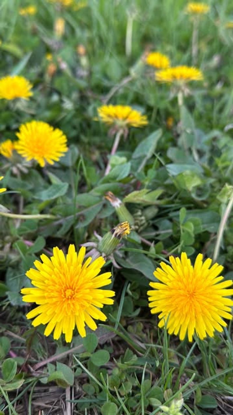 Dandelion (Taraxacum officinale)