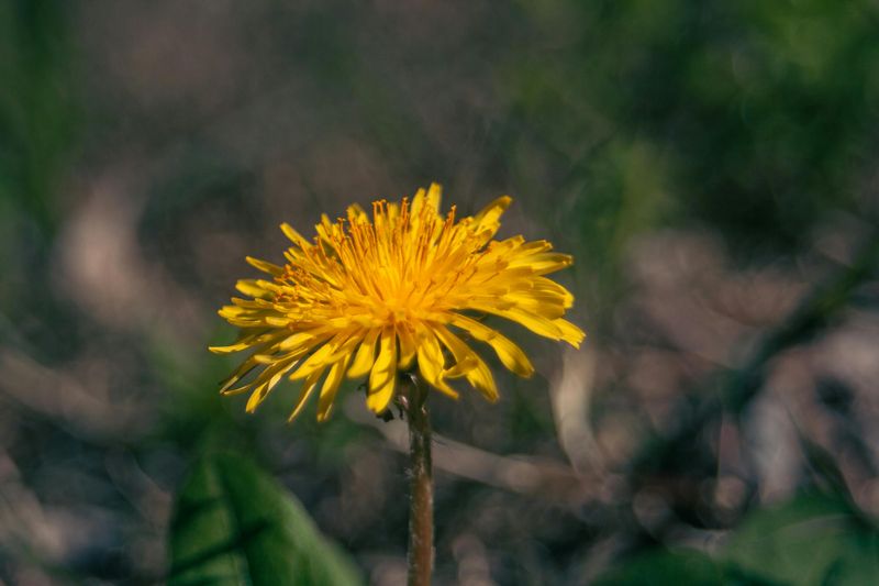 Dandelion