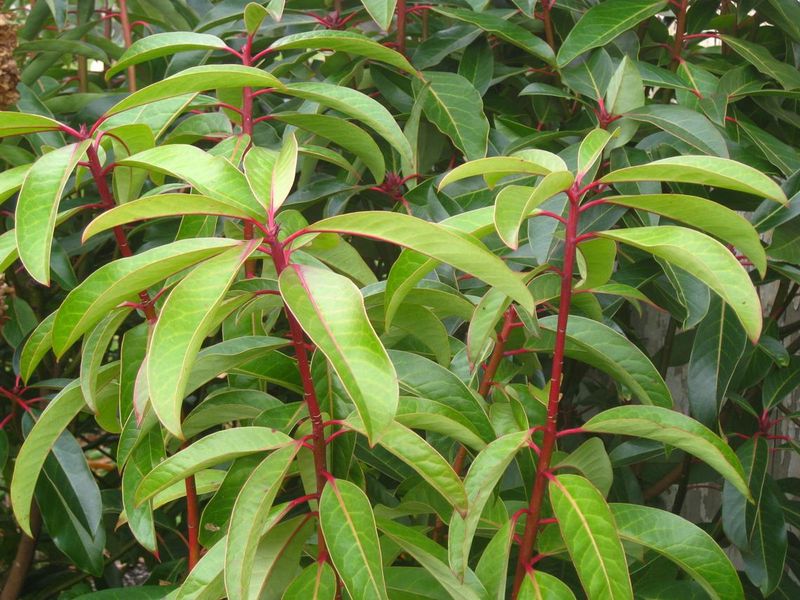 Daphniphyllum Macropodum Adds Bold Green Texture Daphniphyllum Macropodum Adds Bold Green Texture