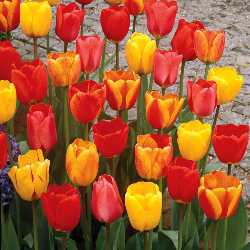 Darwin Hybrid Tulips (Tulipa Darwin Hybrids)