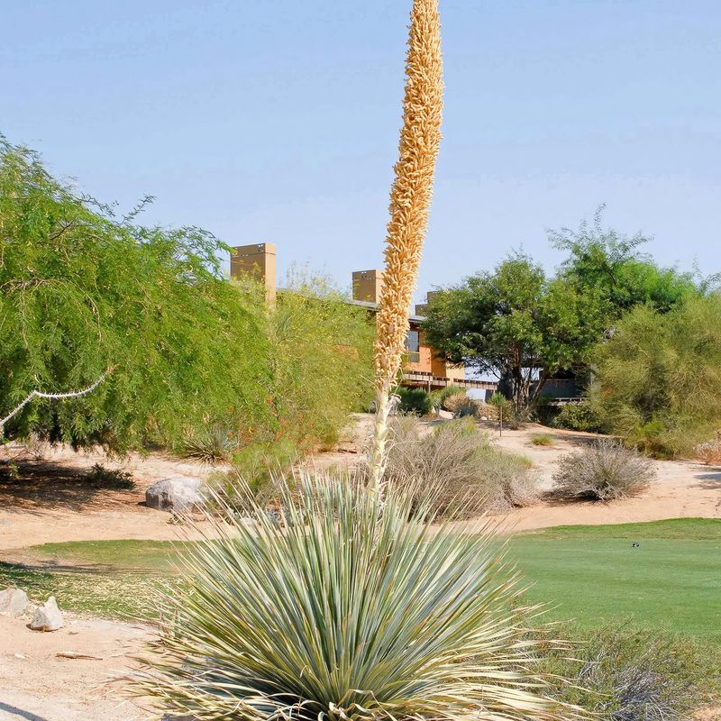 Dasylirion Wheeleri Adds Desert Drama