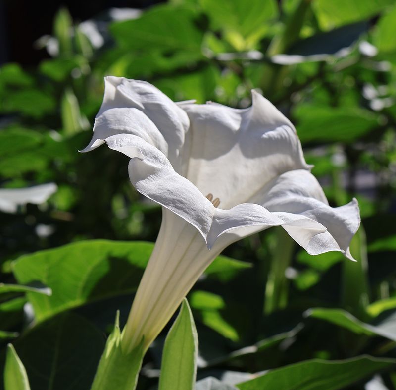 Datura