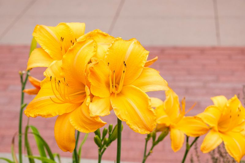 Daylilies