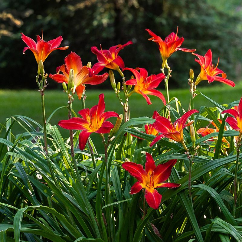 Daylilies