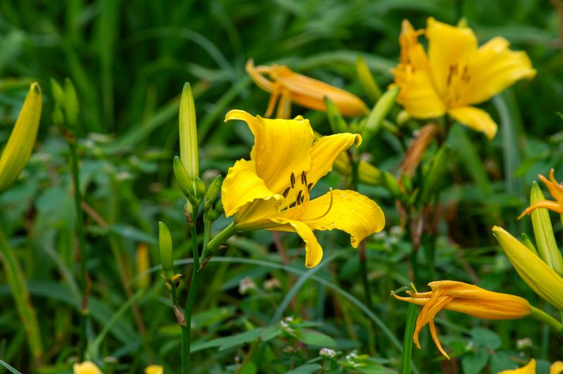 Daylilies And Coreopsis