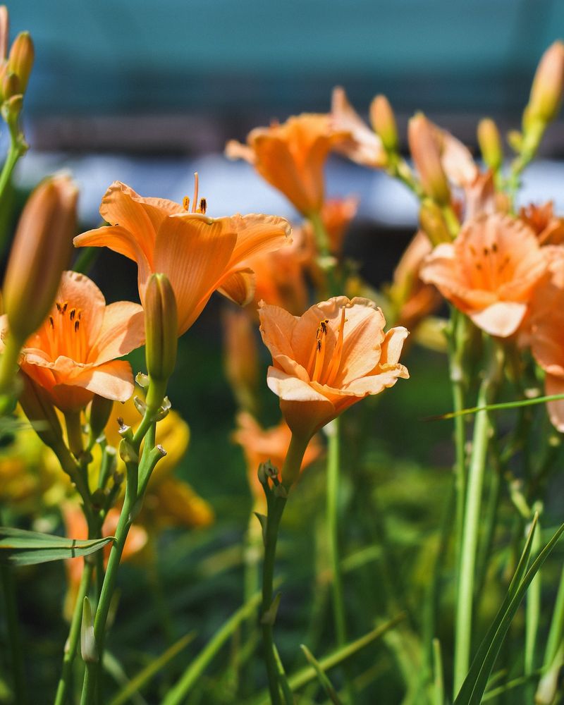 Daylilies Bounce Back With Minimal Attention