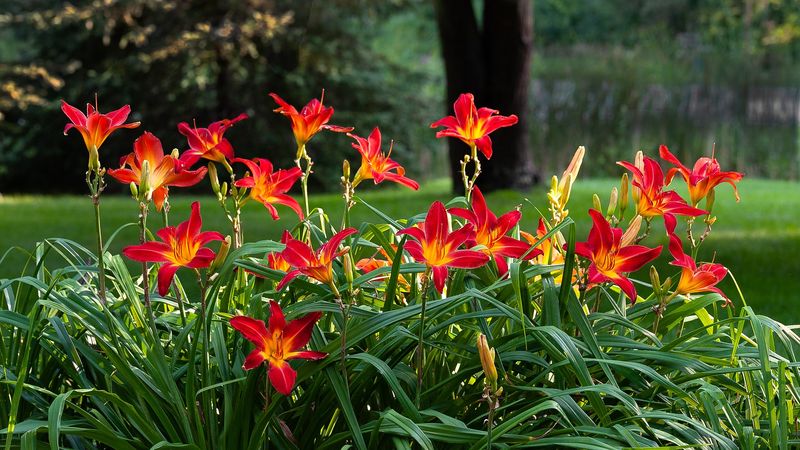 Daylilies Carry Color Into Early Summer Daylilies Carry Color Into Early Summer