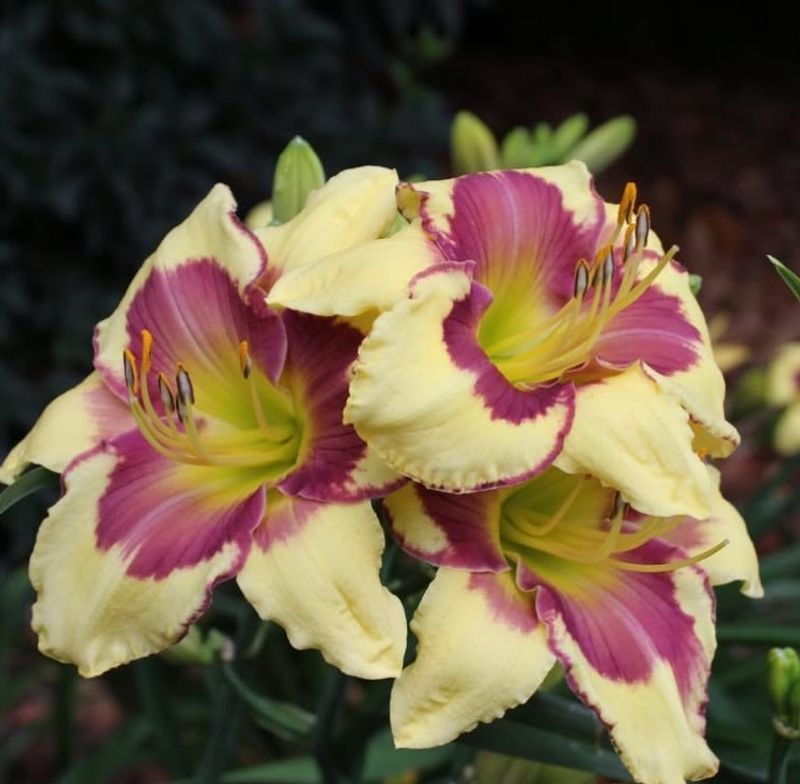 Daylilies Come Back No Matter What