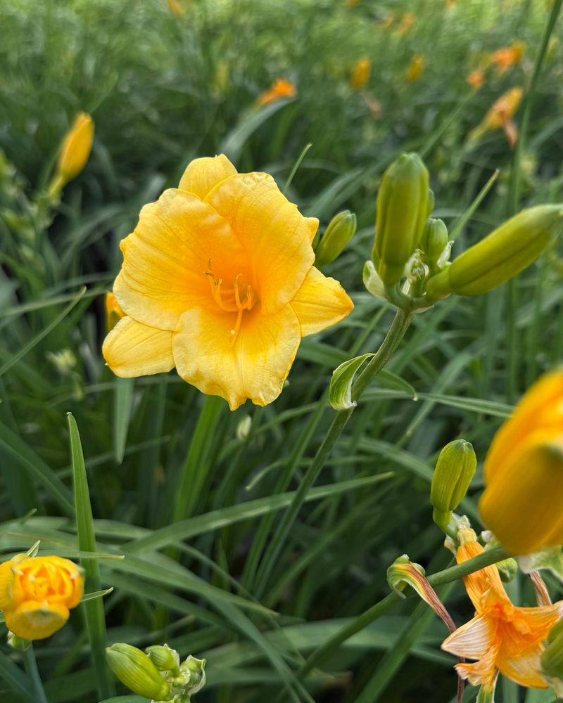 Daylilies Fill Space Fast With Tough Foliage