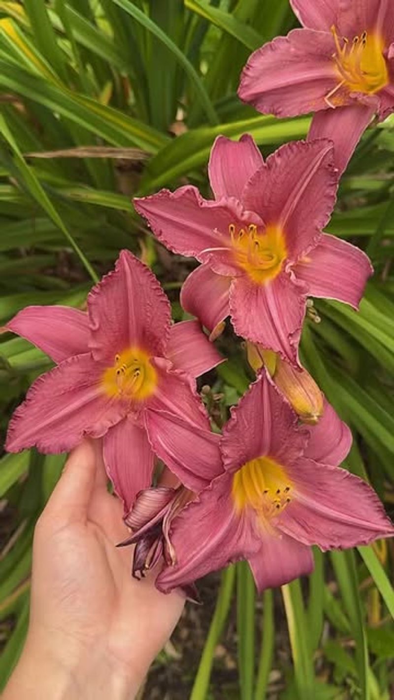 Daylilies Handle Clay Better Than Most