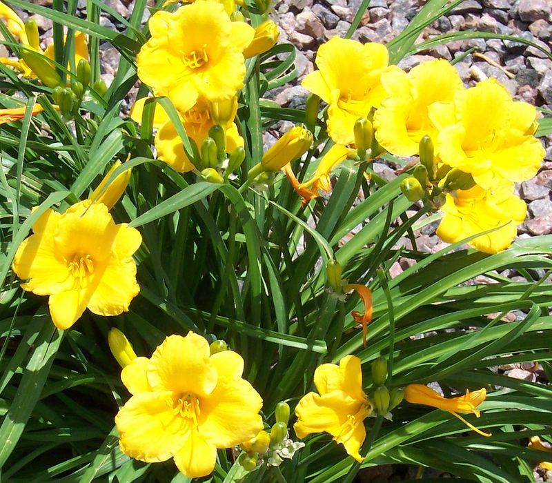 Daylilies Look Cleaner After Blooms Fade
