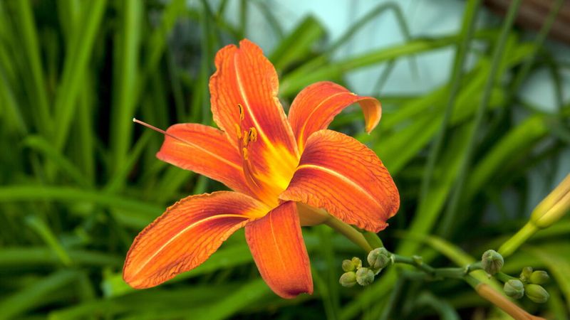 Daylilies Return Year After Year With Little Fuss Daylilies Return Year After Year With Little Fuss
