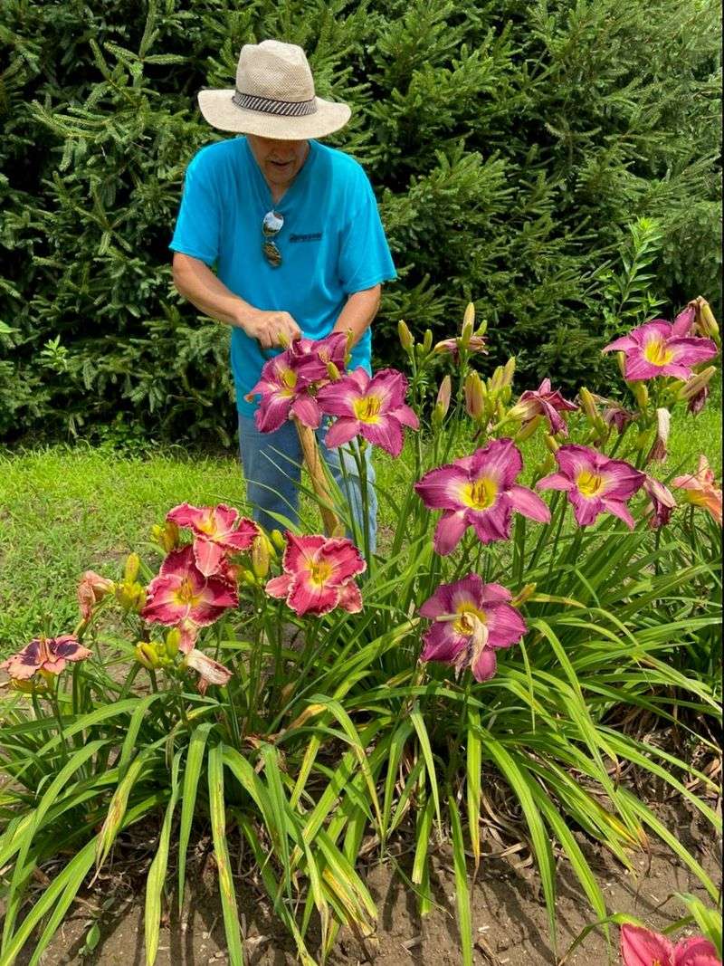Daylilies Thrive In Nearly Every Old Yard