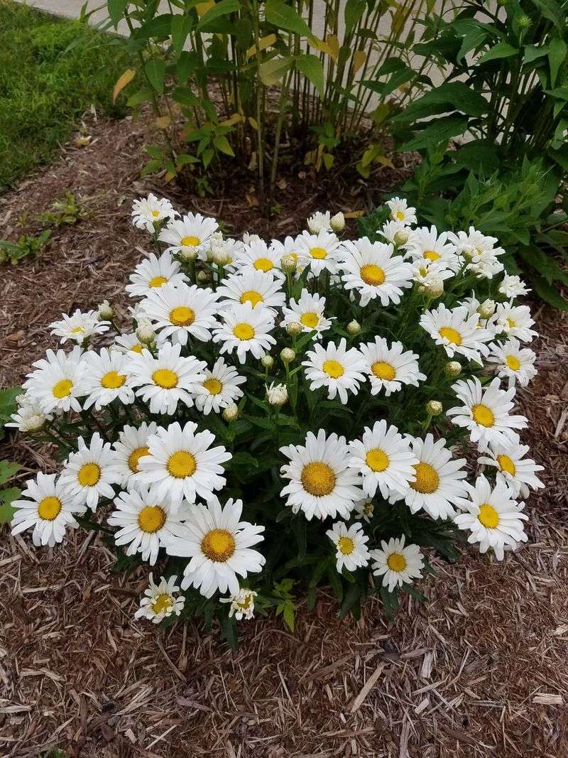 Shasta Daisies