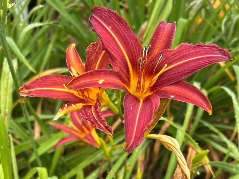 Daylily