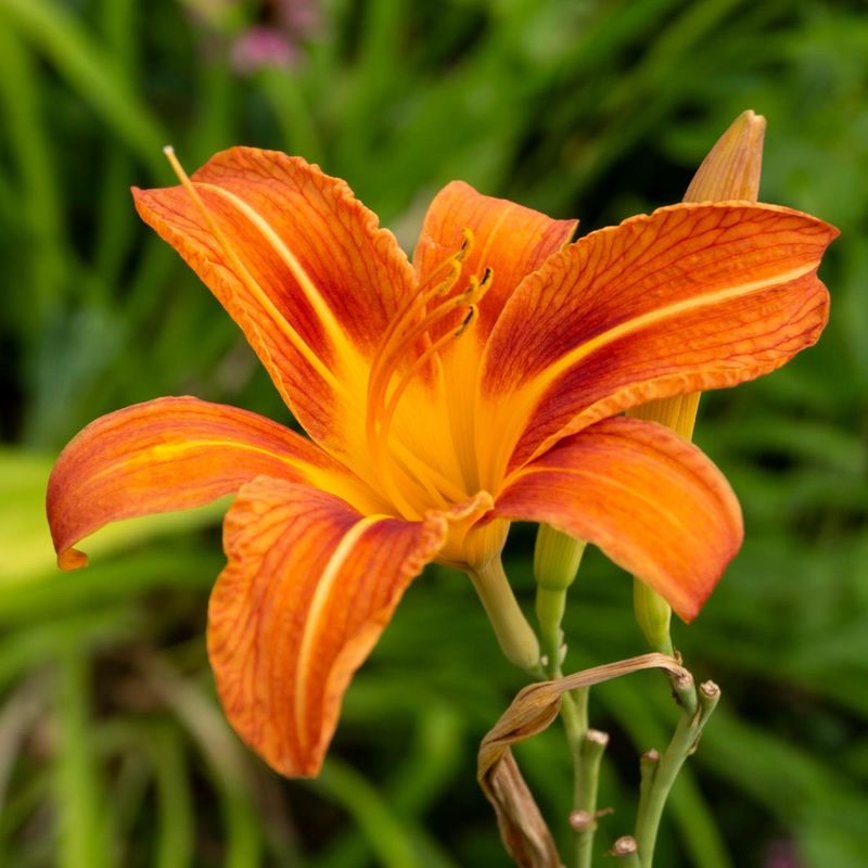 Daylily Daylily