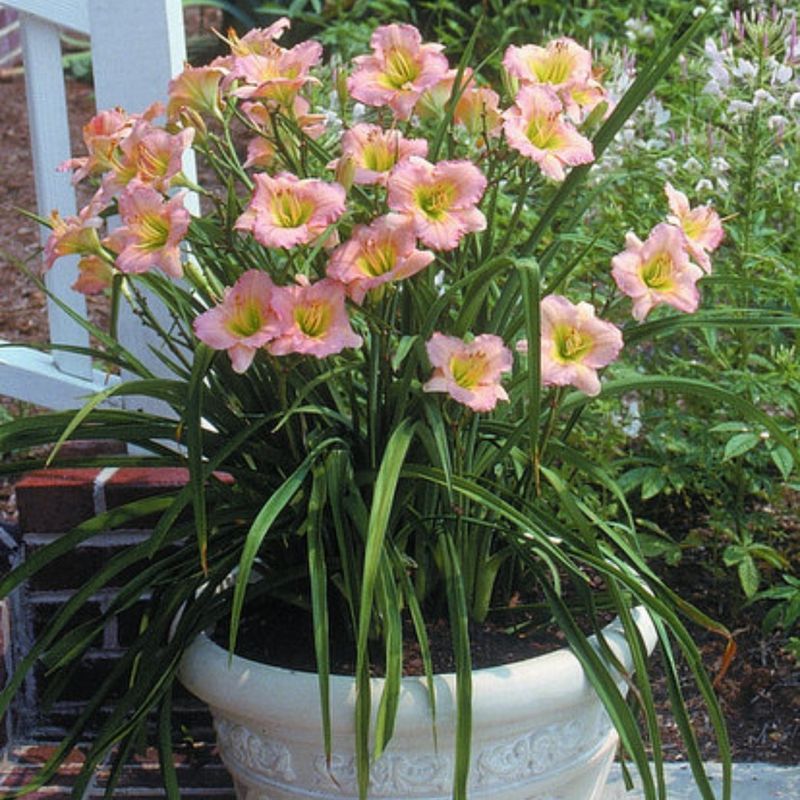 Daylily Adds Bright Color To Sunny Pots