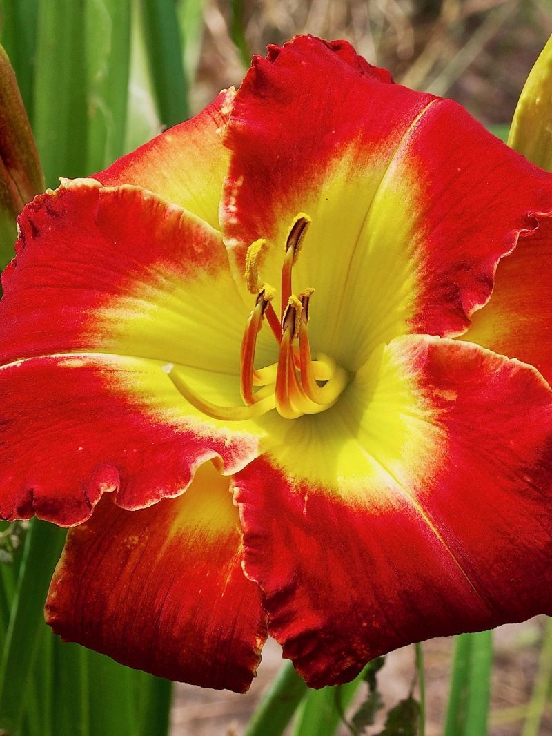Daylily Dominates Cold Climate Gardens