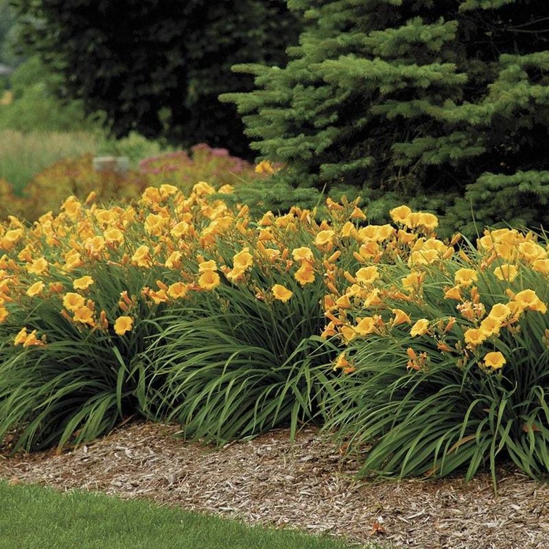 Daylily Grows Almost Anywhere And Rewards You With Weeks Of Blooms