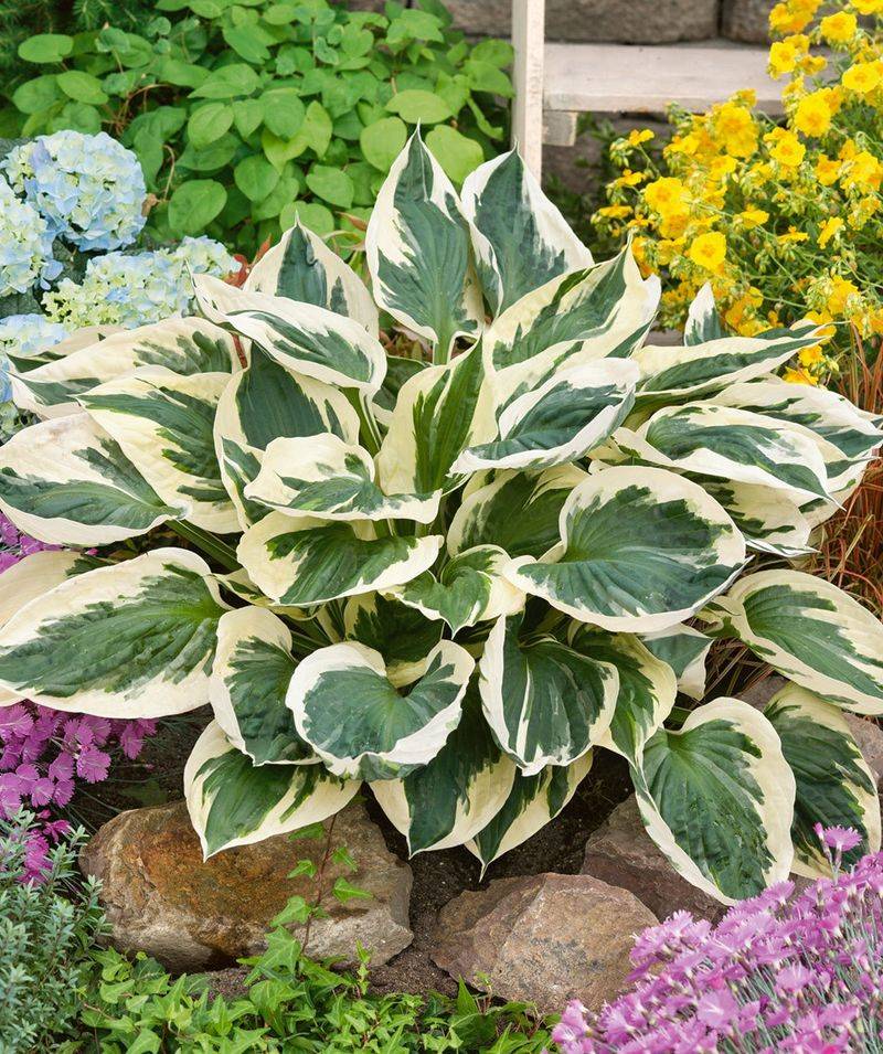 Hosta (Hosta Spp.)