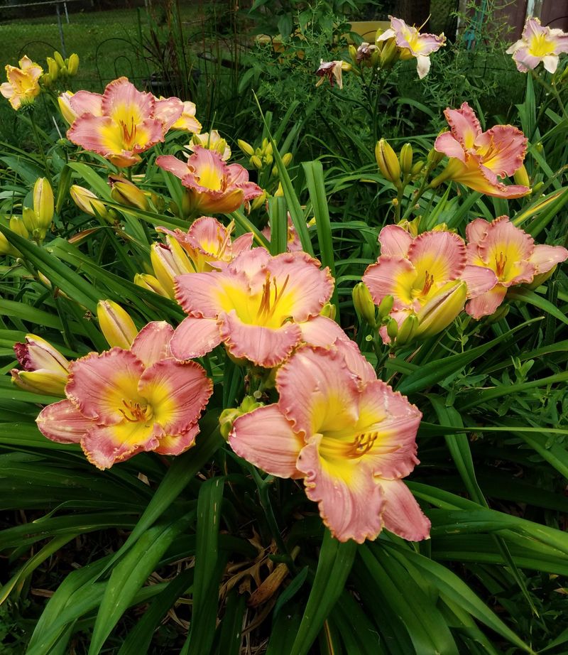 Daylily Returns Reliably Year After Year