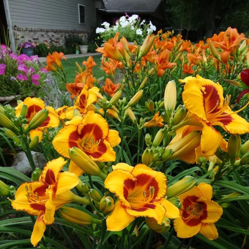 Daylily Daylily