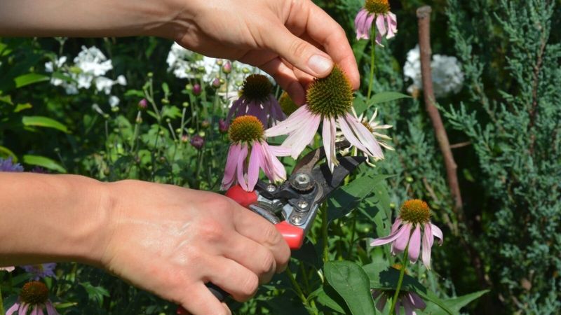 Deadhead Early Blooms To Encourage More Flowers Deadhead Early Blooms To Encourage More Flowers