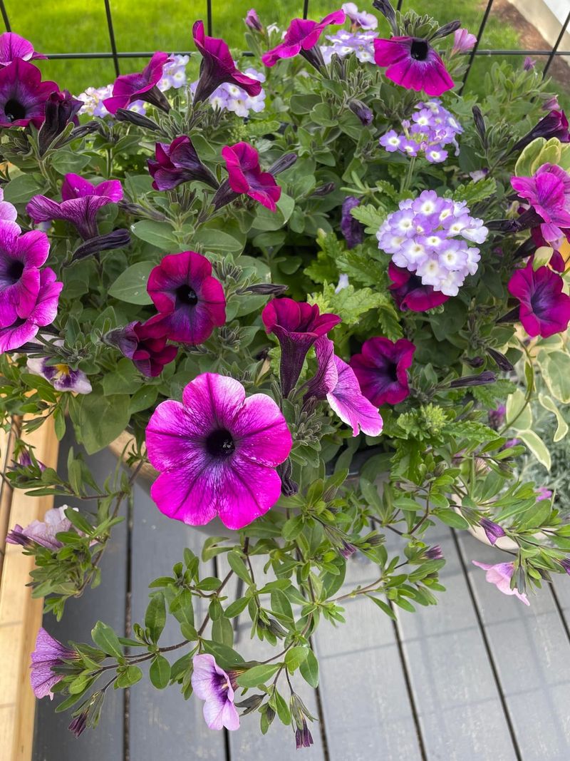 Deadhead Every Few Days To Keep Petunias Blooming Longer Deadhead Every Few Days To Keep Petunias Blooming Longer