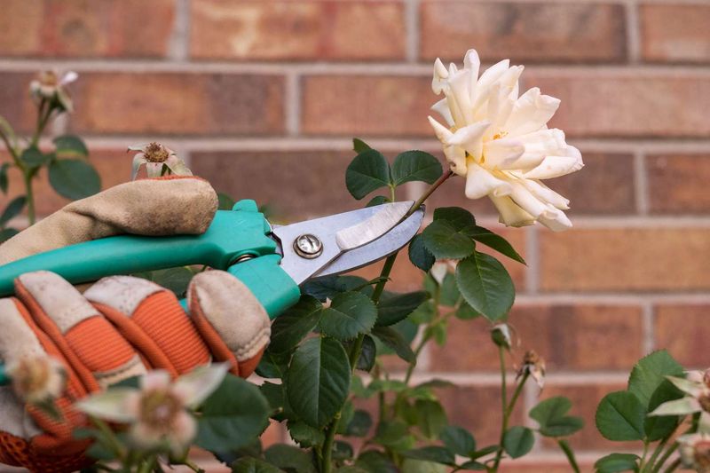 Deadhead Spent Blooms