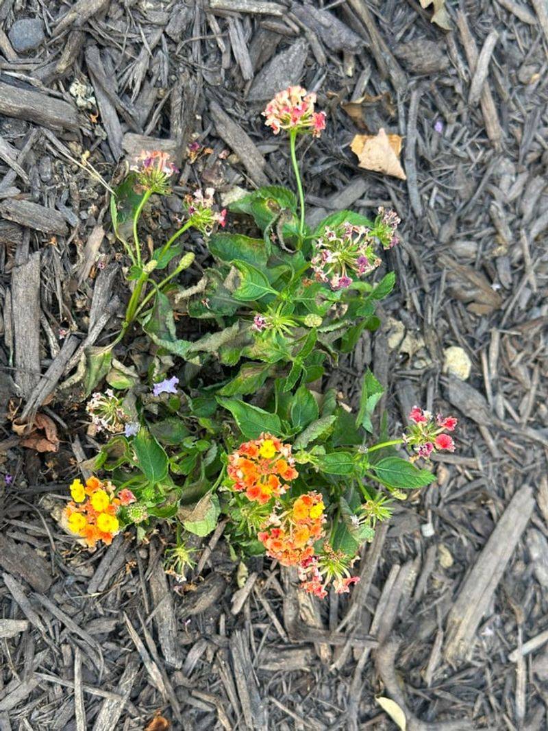 Deadhead Spent Flower Clusters Occasionally