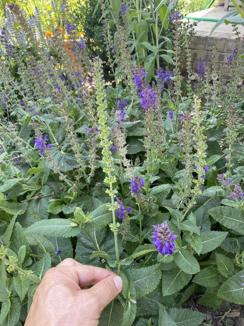Deadhead Spent Flower Spikes Regularly Deadhead Spent Flower Spikes Regularly