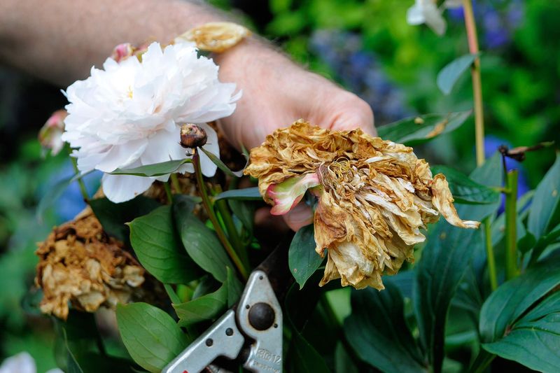 Deadhead Spent Flowers To Keep Plants Tidy