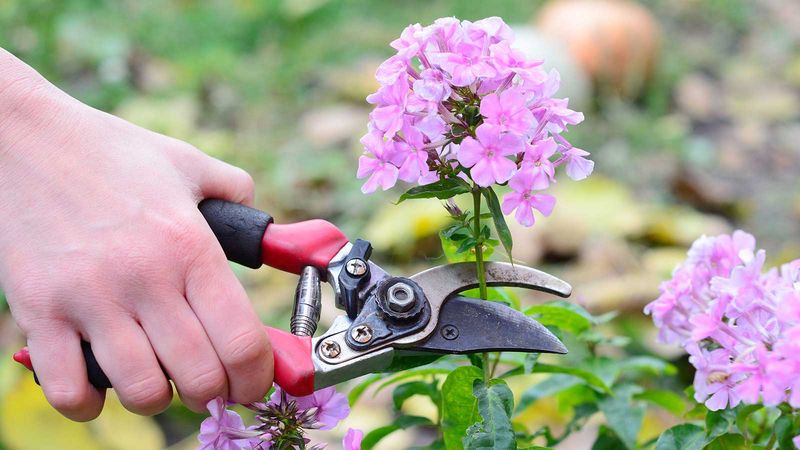 Deadheading Encourages Fresh Pink Blooms Later In Summer