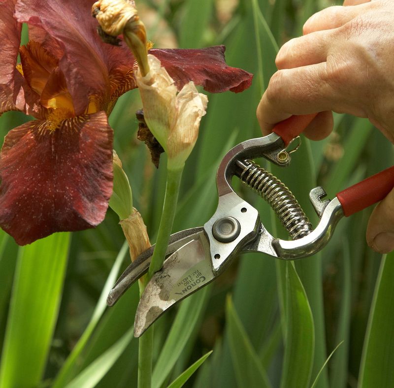 Deadheading Helps After Bloom Deadheading Helps After Bloom
