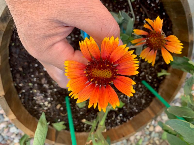 Deadheading Keeps The Color Coming Deadheading Keeps The Color Coming