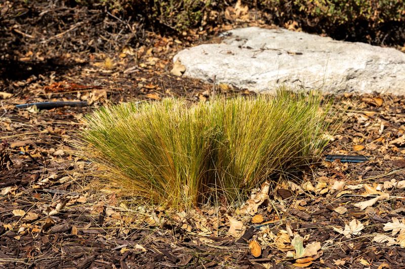 Deciduous Ornamental Grasses Return Fresh After A Trim