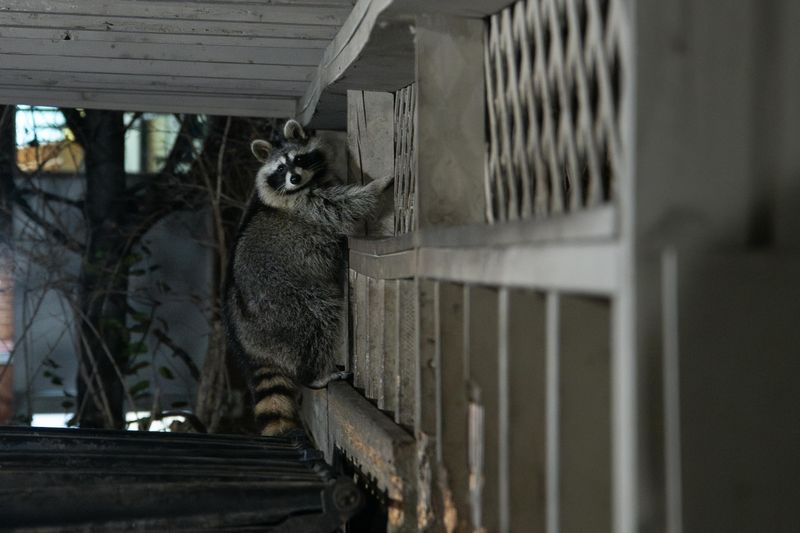 Decks And Sheds Make Perfect Hiding Spots